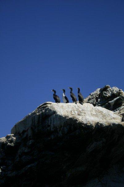 Una familia Pingüino tomando sol en Punta de Choros